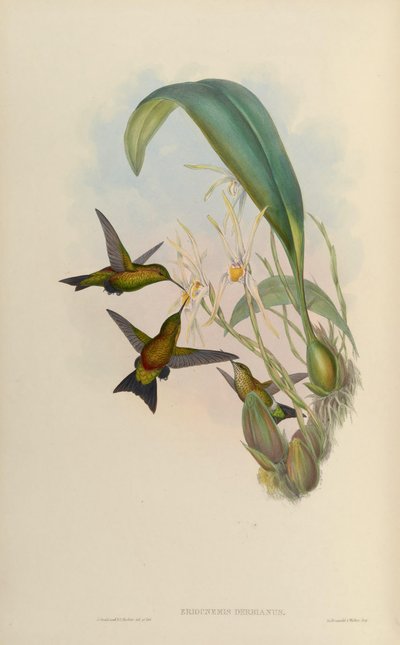 Eriocnemis derbyi door John Gould